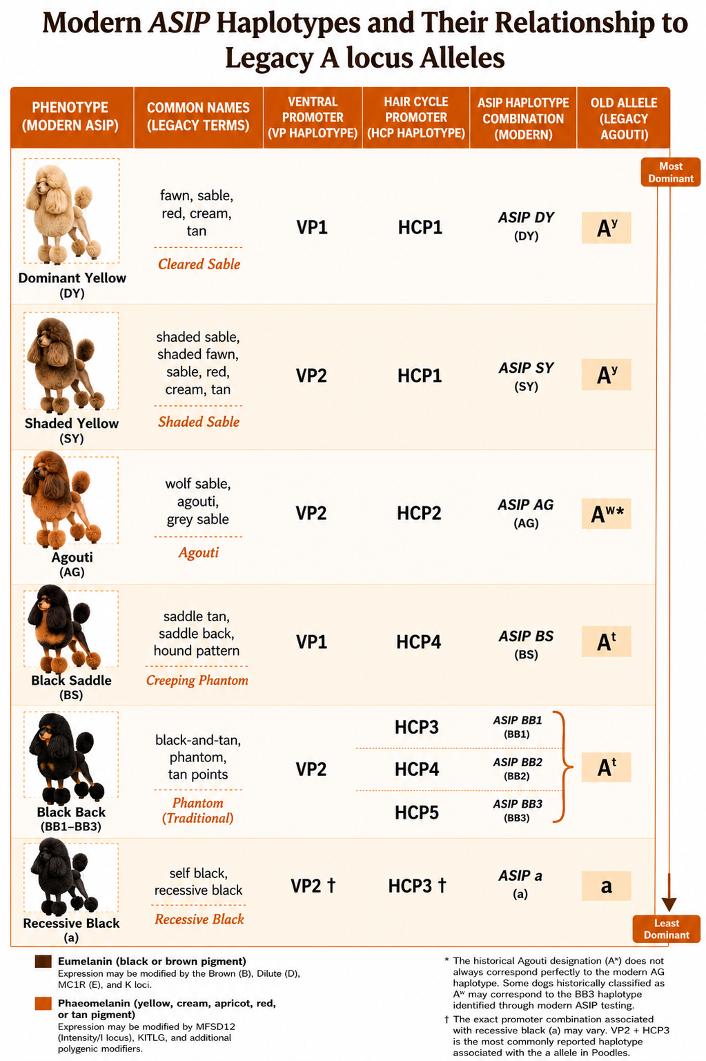Modern ASIP haplotypes and their relationship to the legacy A locus alleles. The right-hand column is the translation between what your lab prints and what the current science recognises.